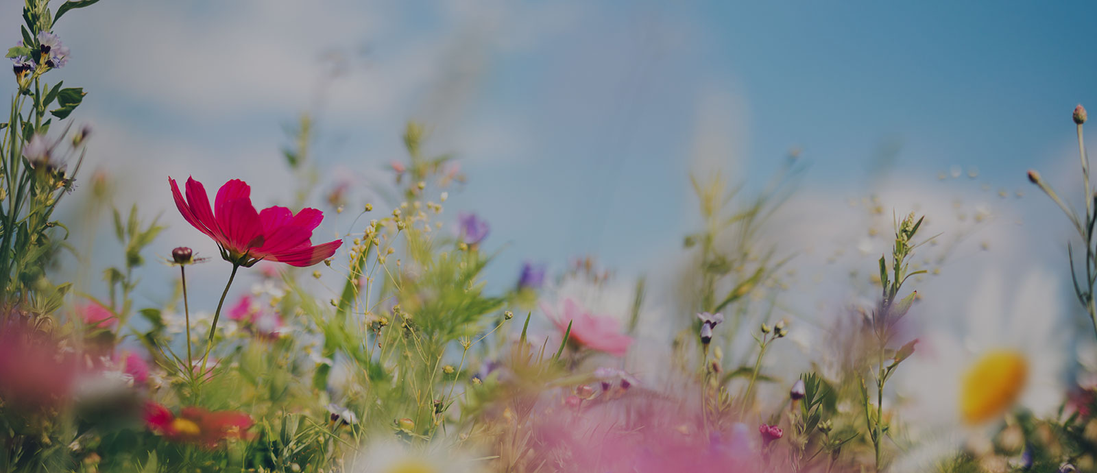 Testimonials background image